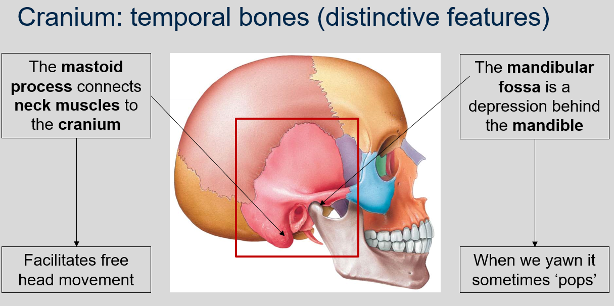 <p>The mandibular fossa is a depression located behind the mandible in the temporal bones of the cranium. It serves as the point of articulation for the mandible, allowing for movement of the lower jaw. When we yawn, the mandible may sometimes &apos;pop&apos; as it moves within the mandibular fossa.</p>