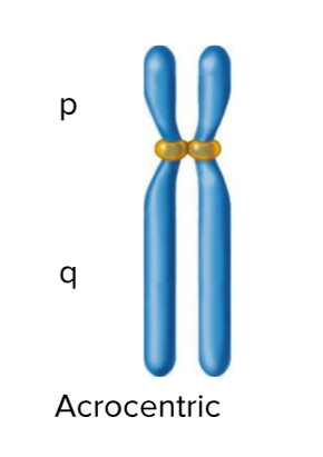 <p>Centromere is slightly off center but not at the end</p>