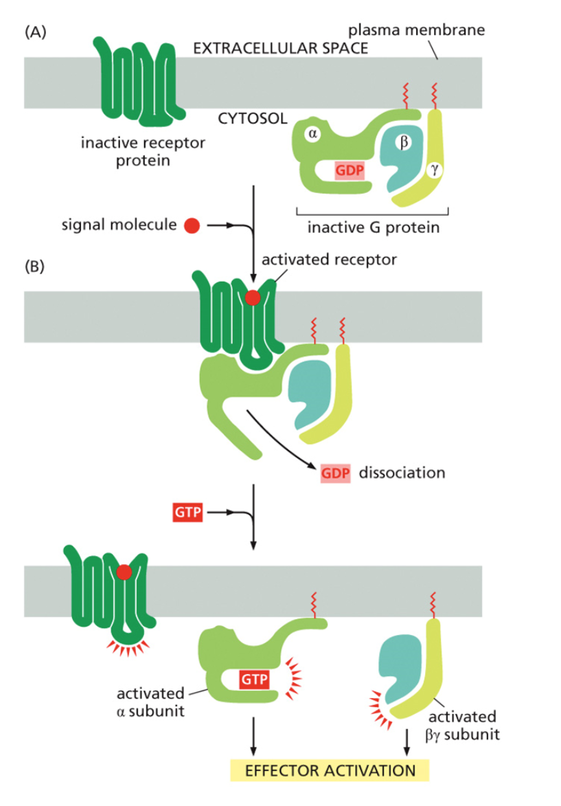 <ol><li><p>	A signaling molecule binds a G protein-coupled receptor.</p></li><li><p>t<span>he GDP-molecule bound to the α-subunit is released and replaced by GTP.</span></p></li><li><p>The a subunit is released by the ß- and y-subunits and moves along the plasma membrane.</p></li><li><p>The activated α-subunit binds to the target.</p></li><li><p><span>GTP is hydrolyzed to GDP.</span></p></li><li><p>The inactive α-subunit is released by the target and rebinds the β/γ-complex producing an inactive G-protein.</p></li></ol><p></p>