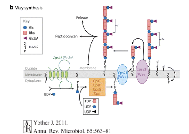 <p>1. <strong>Primed Sugar Addition</strong>: A primed sugar (from NDP-sugar biosynthesis) is added to a lipid carrier (Und-P) by the initiating glycosyltransferase.</p><p>2. <strong>Sugar Chain Growth</strong>: More sugars are added by other glycosyltransferases to form an oligosaccharide.</p><p>3. <strong>Membrane Flip</strong>: The lipid-linked oligosaccharide is flipped to the opposite side of the membrane.</p><p>4. <strong>Polymerization</strong>: The polysaccharide polymerase adds a growing chain to the flipped oligosaccharide.</p><p>5. <strong>Anchoring</strong>: The finished polysaccharide is usually anchored to the peptidoglycan layer.</p>