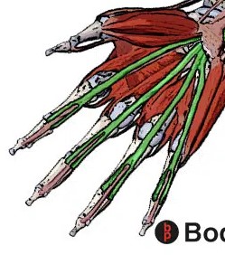 <p>flex fingers 2-5 (deep muscles)</p>