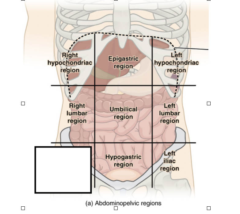 <p>What organ(s) can be found in these regions?</p>