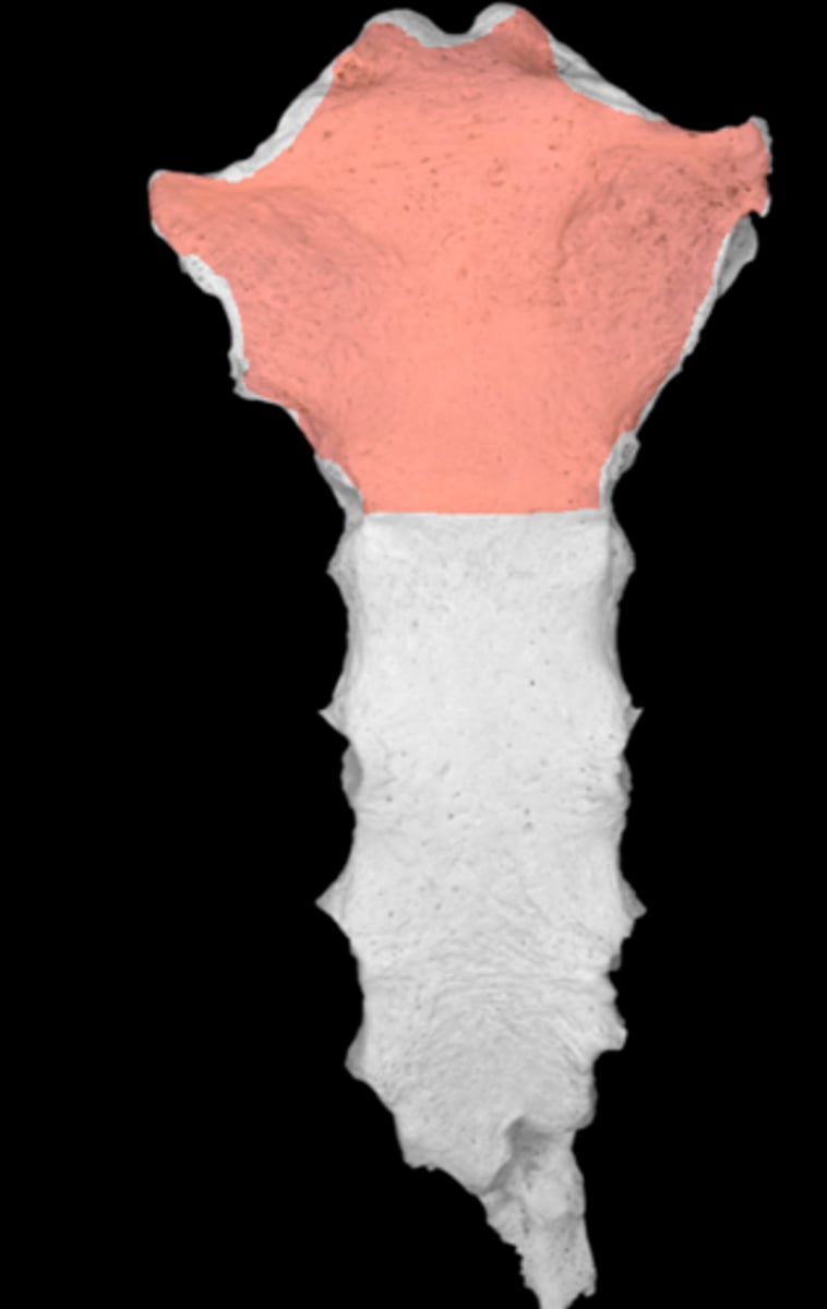 <p>articulates with rib 1</p>