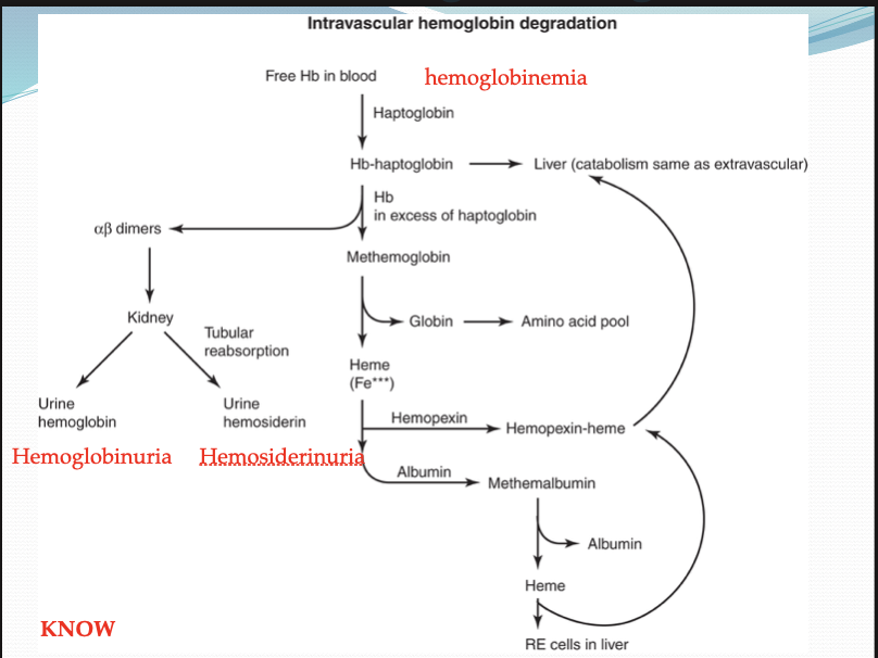 <p>Intravascular hemolysis</p>