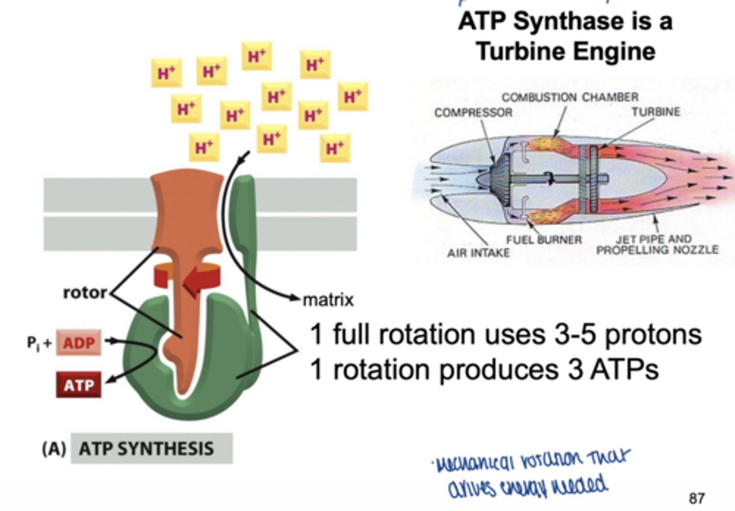 <p>turbine engine</p><p>1 full rotation uses 3-5 protons</p><p>1 rotation produces 3 ATPs</p>