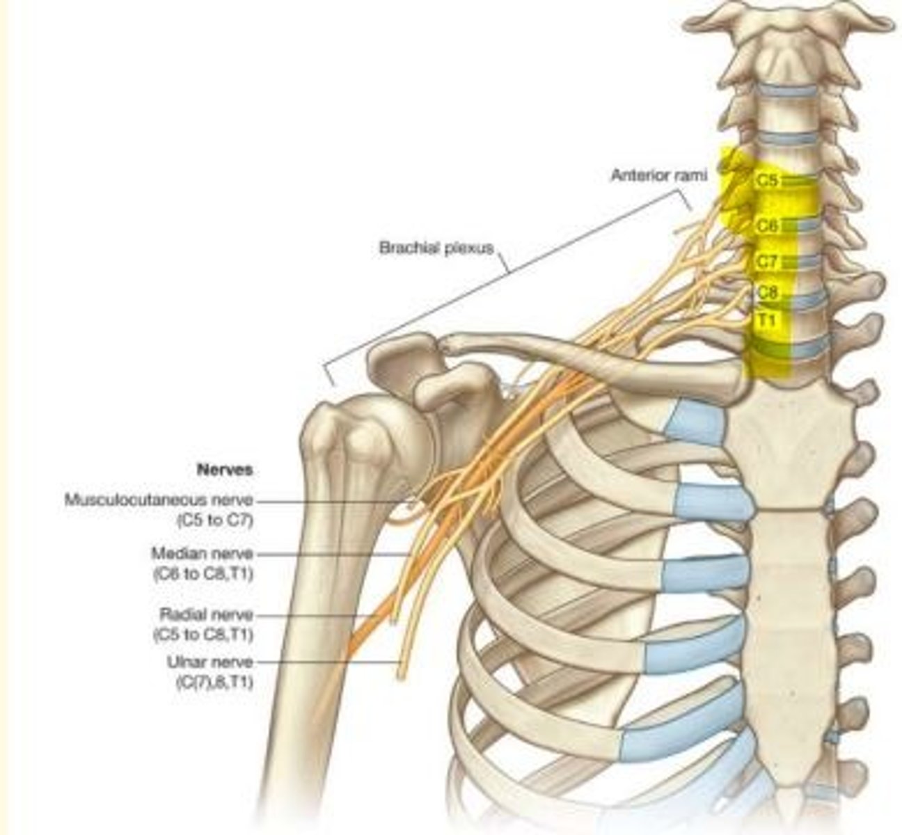 <p>The upper limb is almost entirely innervated by the nerves of the brachial plexus</p><p>- Formation of brachial plexus begins in the neck</p><p>- Moves into the axilla, arm, forearm and hand</p><p>- Plexus originates from cervical & thoracic spinal cord levels = C5, C6, C7, C8 and T1</p>