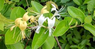 <p>Japanese honeysuckle</p>