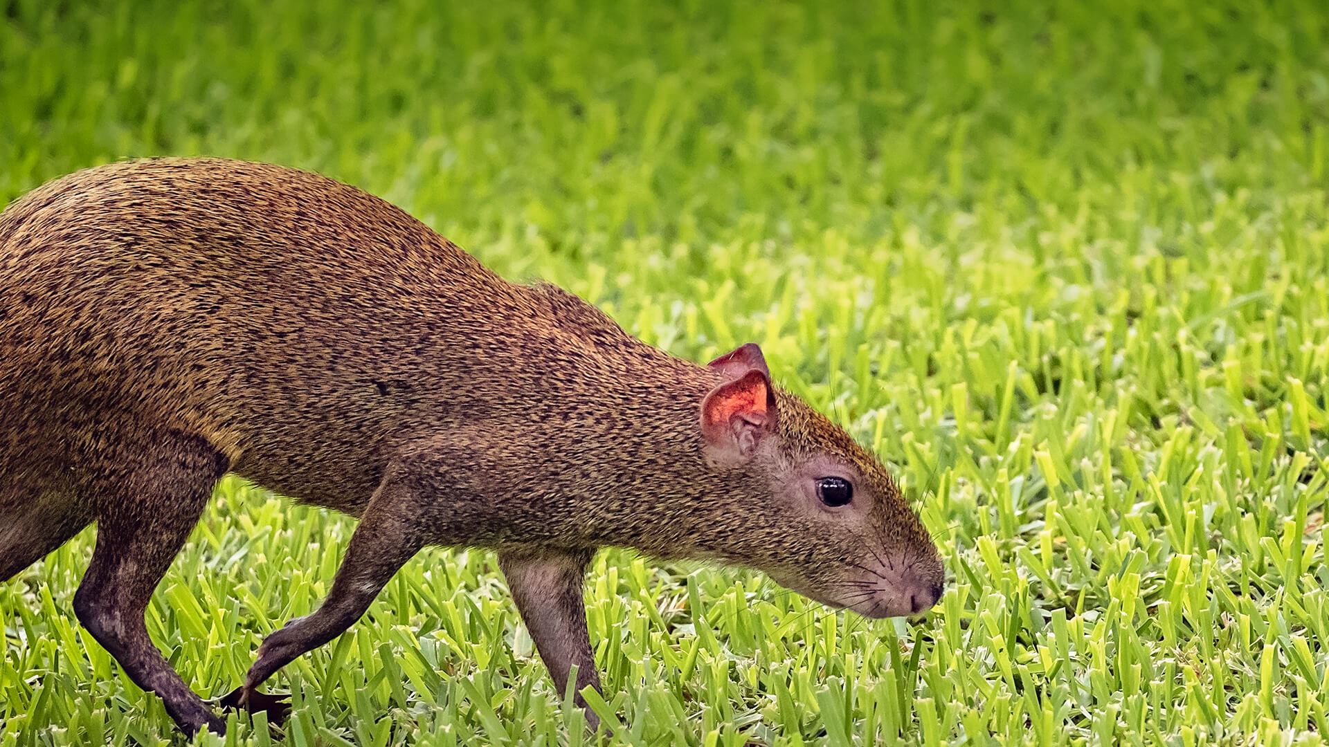 <p>guinea pig crossed w a rabbit - looks similar to capybara</p>