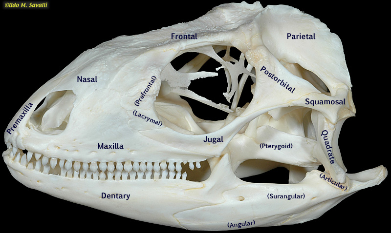 <p>below jugal</p>