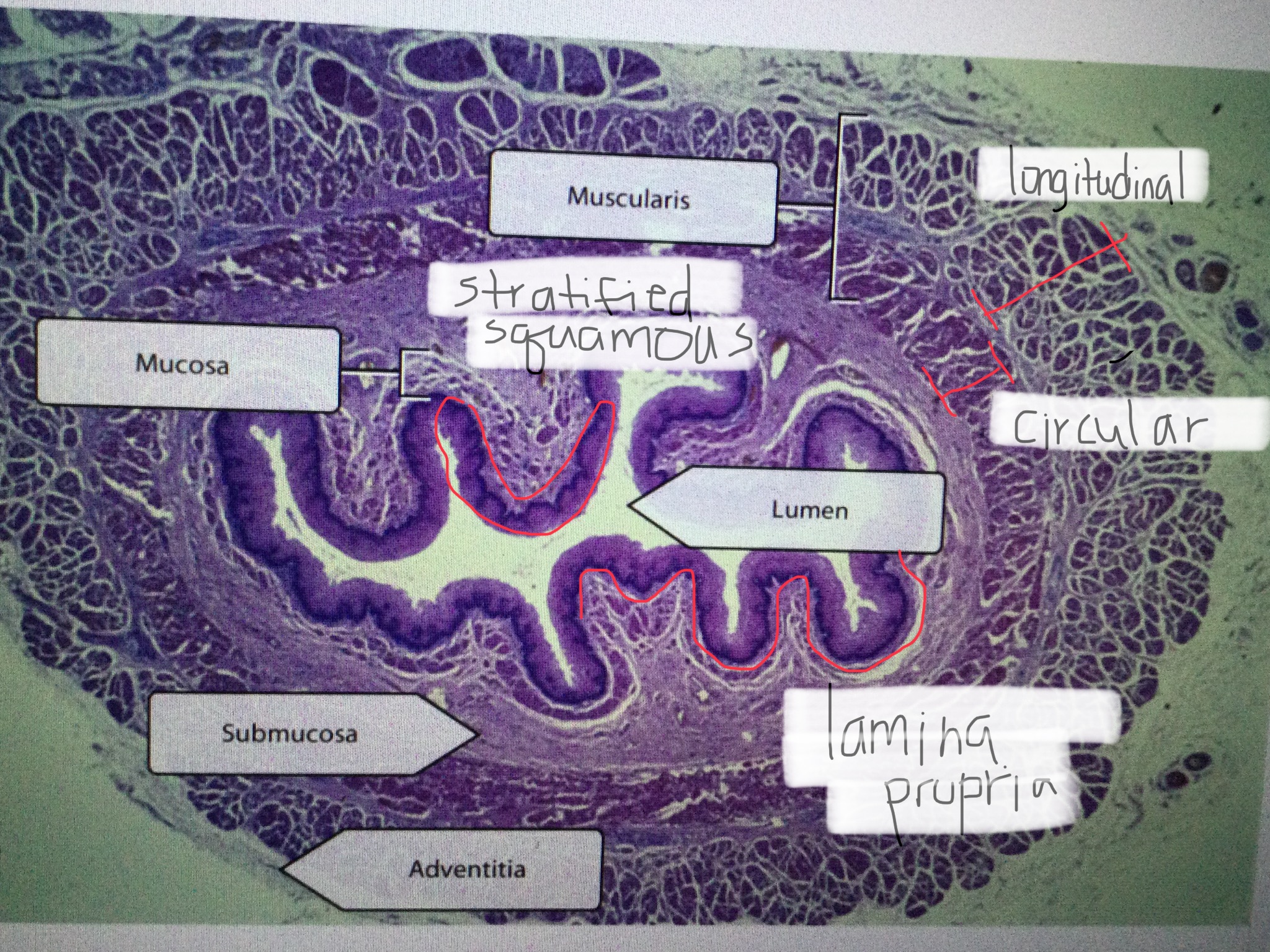 knowt flashcard image