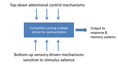 <p>Theory suggesting Top-Down Attentional Control Mechanisms + Bottom Up Sensory driven mechanisms contribute towards competition among multiple stimuli for representation, leading to a response (output).</p>