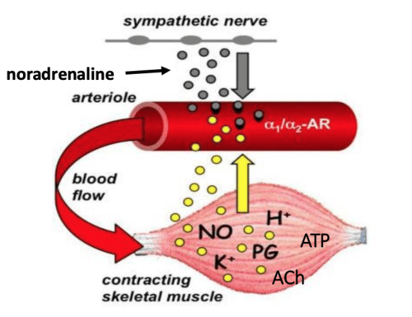 <p>Parasympathetic NS, nitric oxide</p>