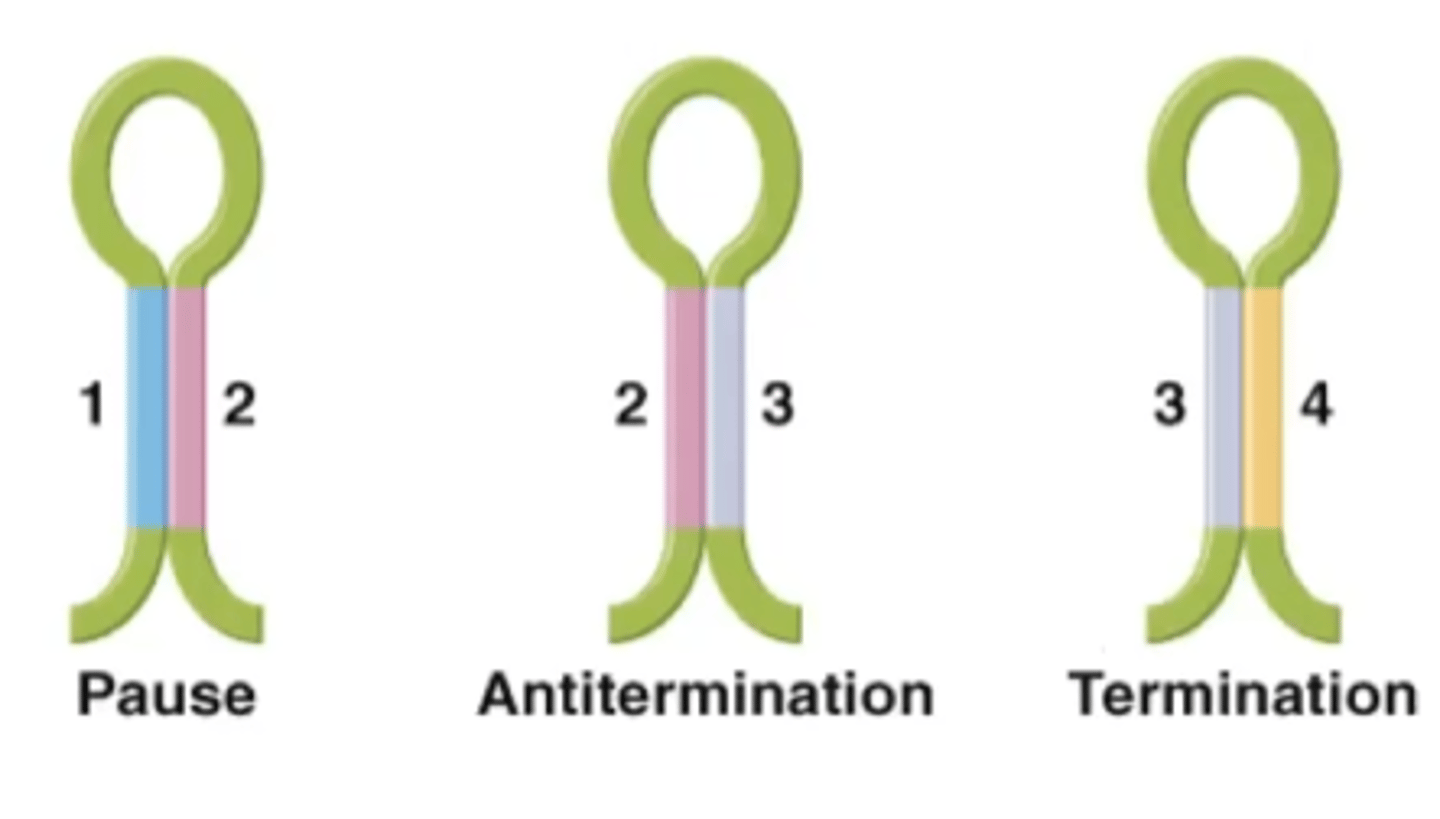 <p>can form several alternative hairpin structures that have different effects on RNA polymerase</p>
