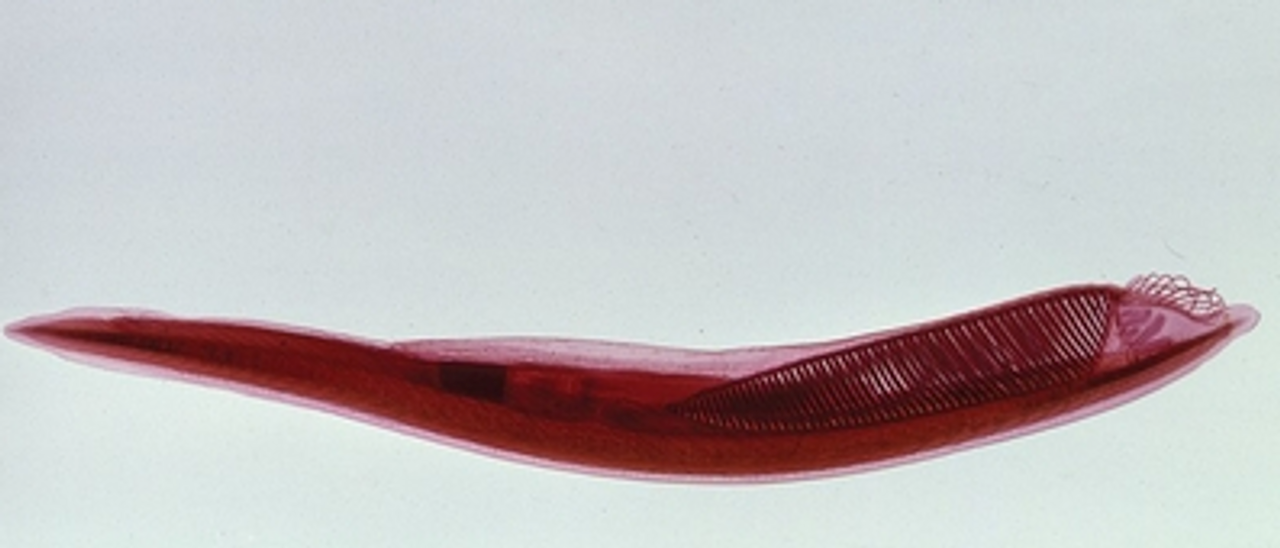 <p>Phylum, subphylum, name?</p>