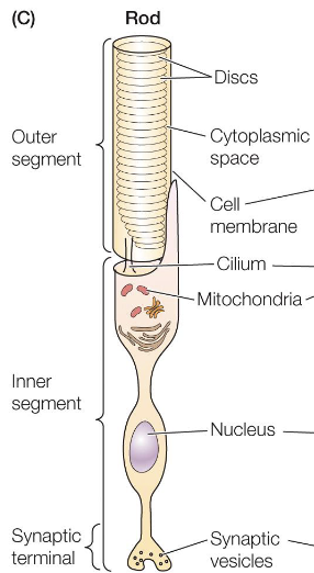 <p>Rods</p>