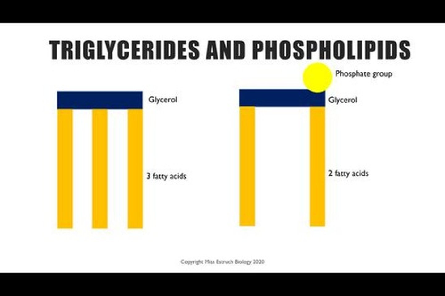 <p>One molecule of glycerol and three fatty acids.</p>