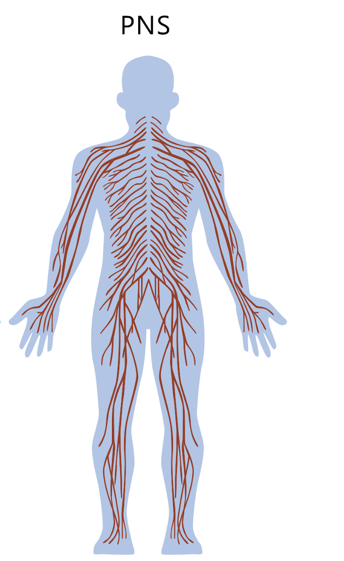<p>nerves outside of the brain + spinal cord</p>
