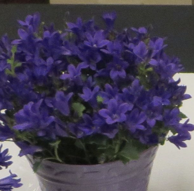 <p>Name This Flower</p>