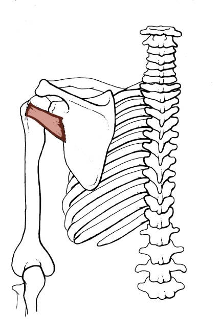 <p>Origin: <span>Upper 2/3 of the lateral border of the Scapula</span></p><p>Insertion: <span>Greater tubercle of the Humerus (lowest facet)</span></p><p>Action: <span>laterally rotates the arm</span></p>