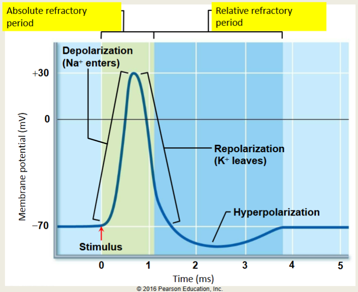 <p>Stronger than normal stimulus required to reach threshold</p><p>K+ Channels still open</p>