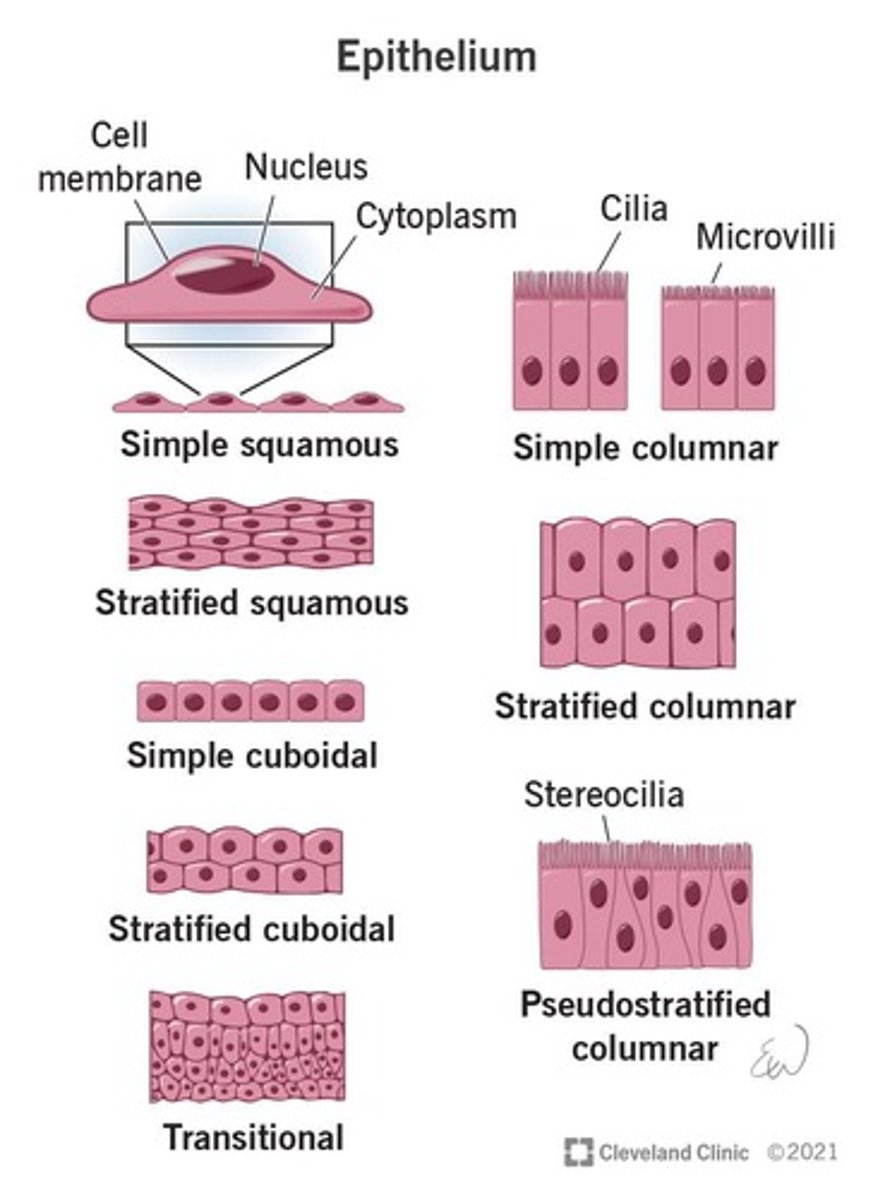 <p>Cells come from preexisting cells through division.</p>