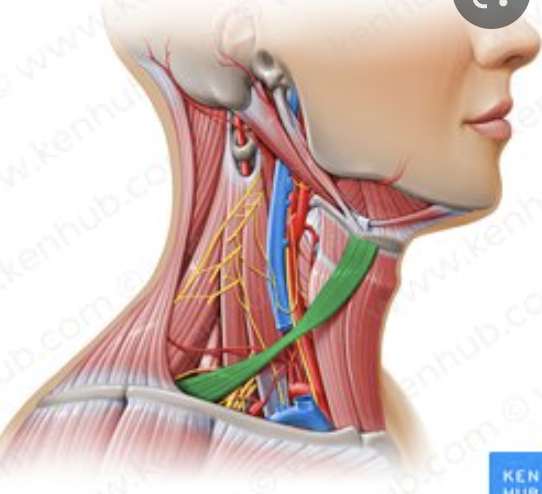 <p>origin : superior surface scapula insertion : hyoid bone; inferior border</p>