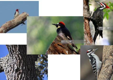 <p>woodpeckers, toucans, puffbirds and honeyguides</p>