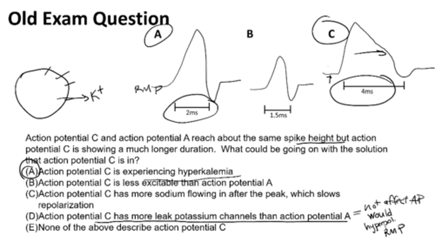 <p>action potential C is experiencing hyperkalemia</p>