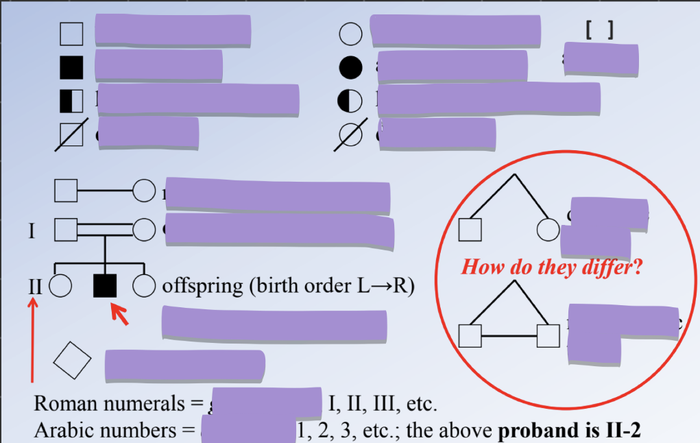 <p>identify the keys in the pedigree </p>