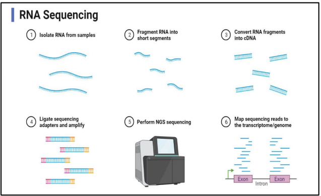 <ol><li><p>isolate RNA from sample</p></li><li><p>fragment RNA into short segments</p></li><li><p>convert RNA fragments into cDNA</p></li><li><p>ligate sequencing adapters &amp; amplify</p></li><li><p>perform NGS sequencing</p></li><li><p>map sequencing reads to the transcriptome/genome</p></li></ol><p></p>