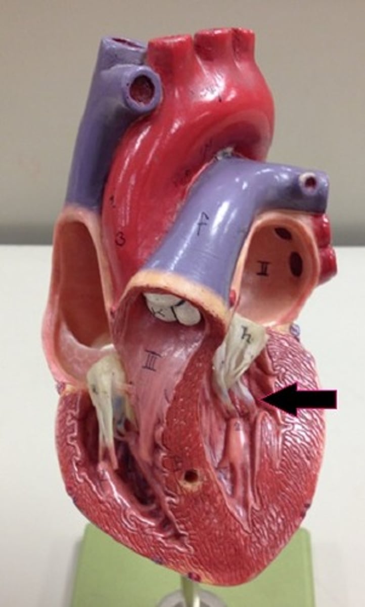 <p>Identify the chamber.</p>