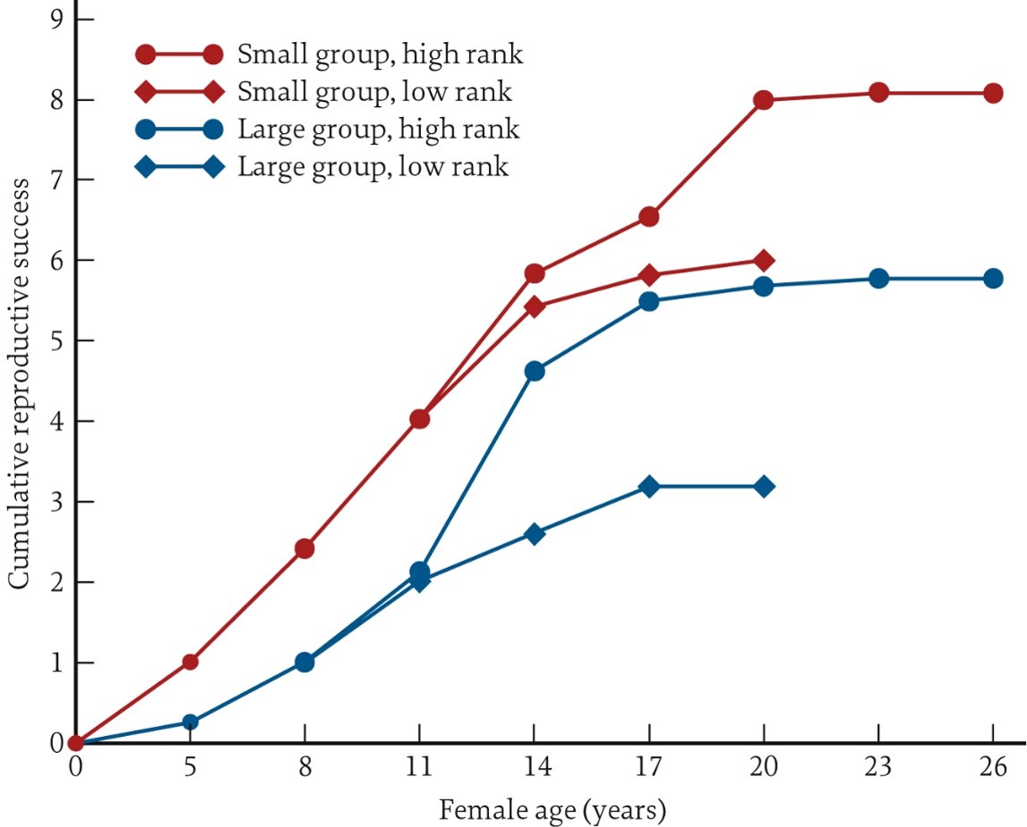 <p>Group size and dominance rank impact female reproductive performance (Small groups/high ranks have a higher reproductive success, the opposite is true too)</p>
