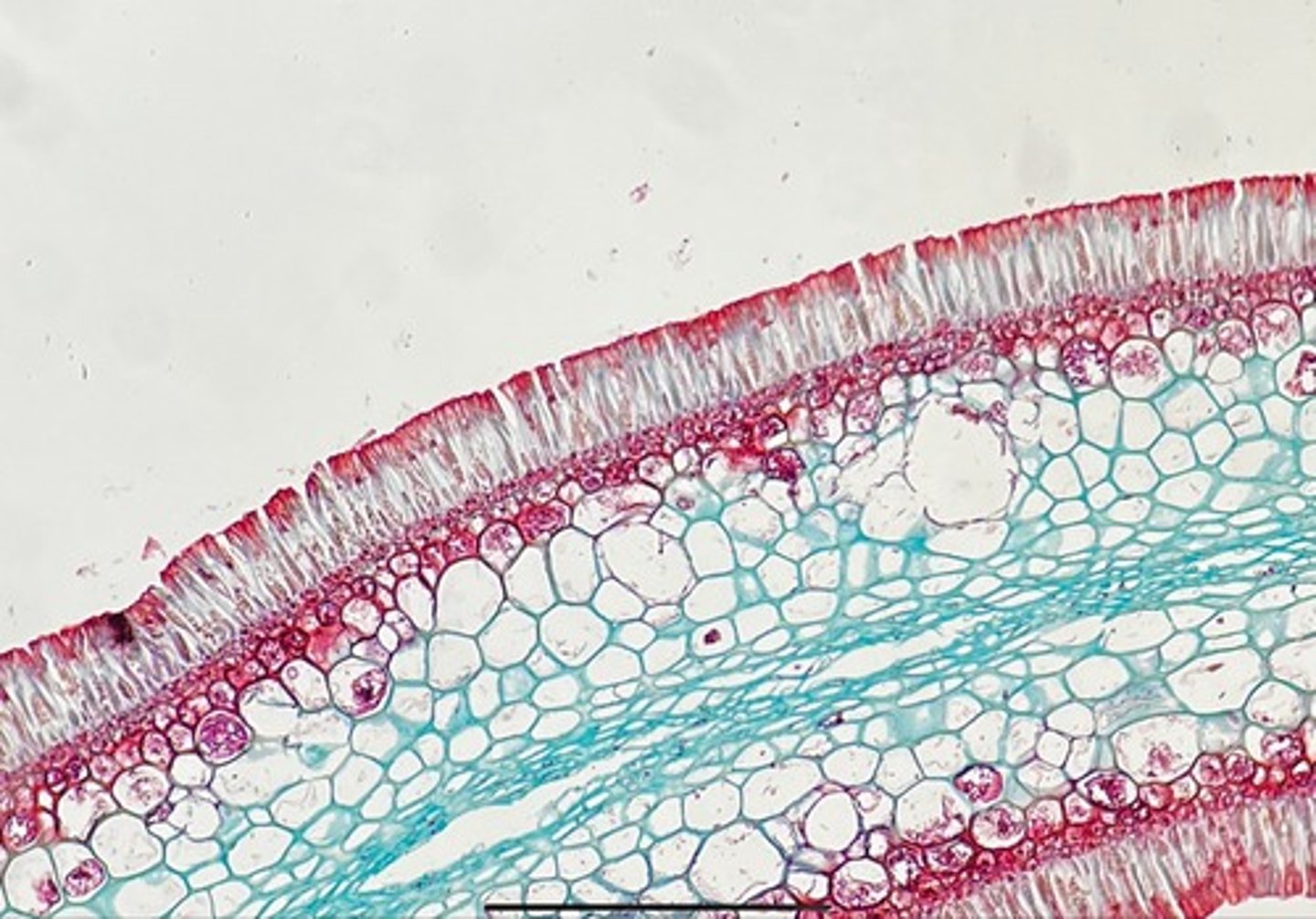 knowt flashcard image