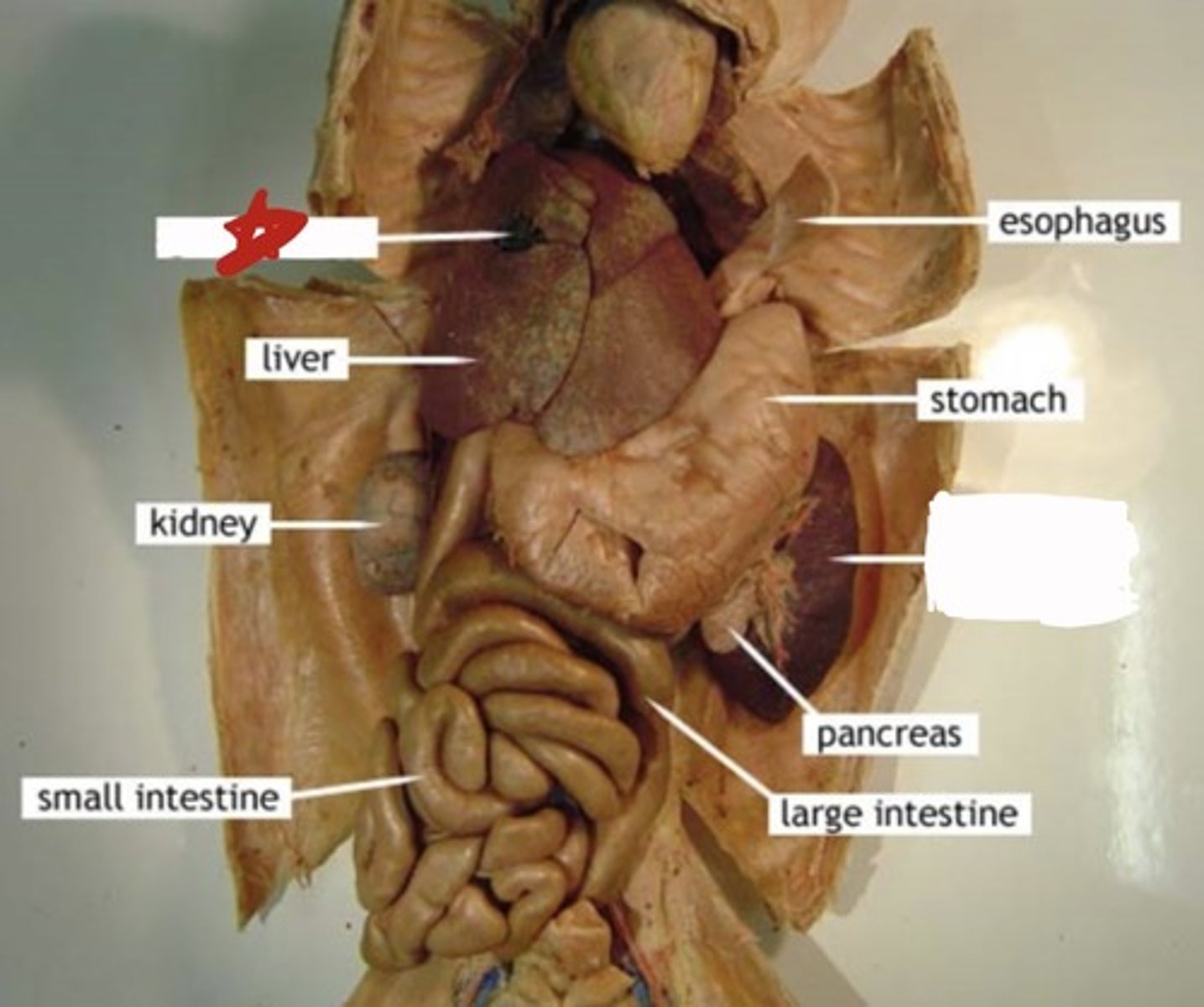 knowt flashcard image