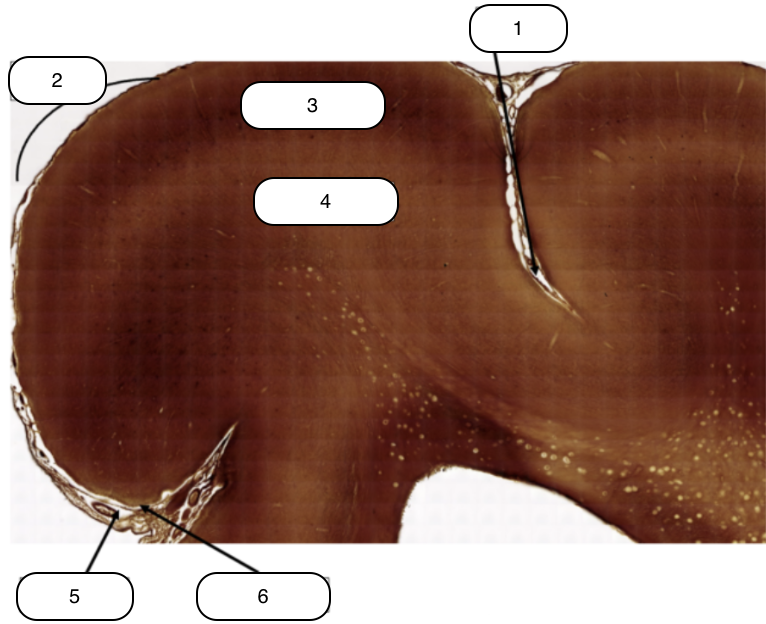 <p>Identify the structure labeled #1</p>