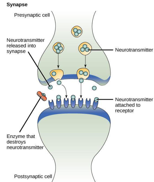 <p>Cells secrete ligands to nearby cells where they initiate a response. ex: neurotransmitters (synapses) </p>