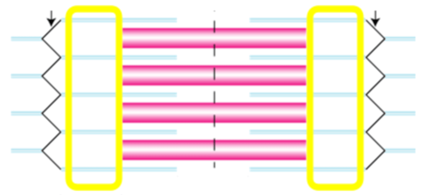 <p>The region of the sarcomere made up only of thin filaments. These bands alternate with A bands to give skeletal and cardiac muscle a striated appearance and get shorter (and may disappear completely) during muscle contraction.</p>