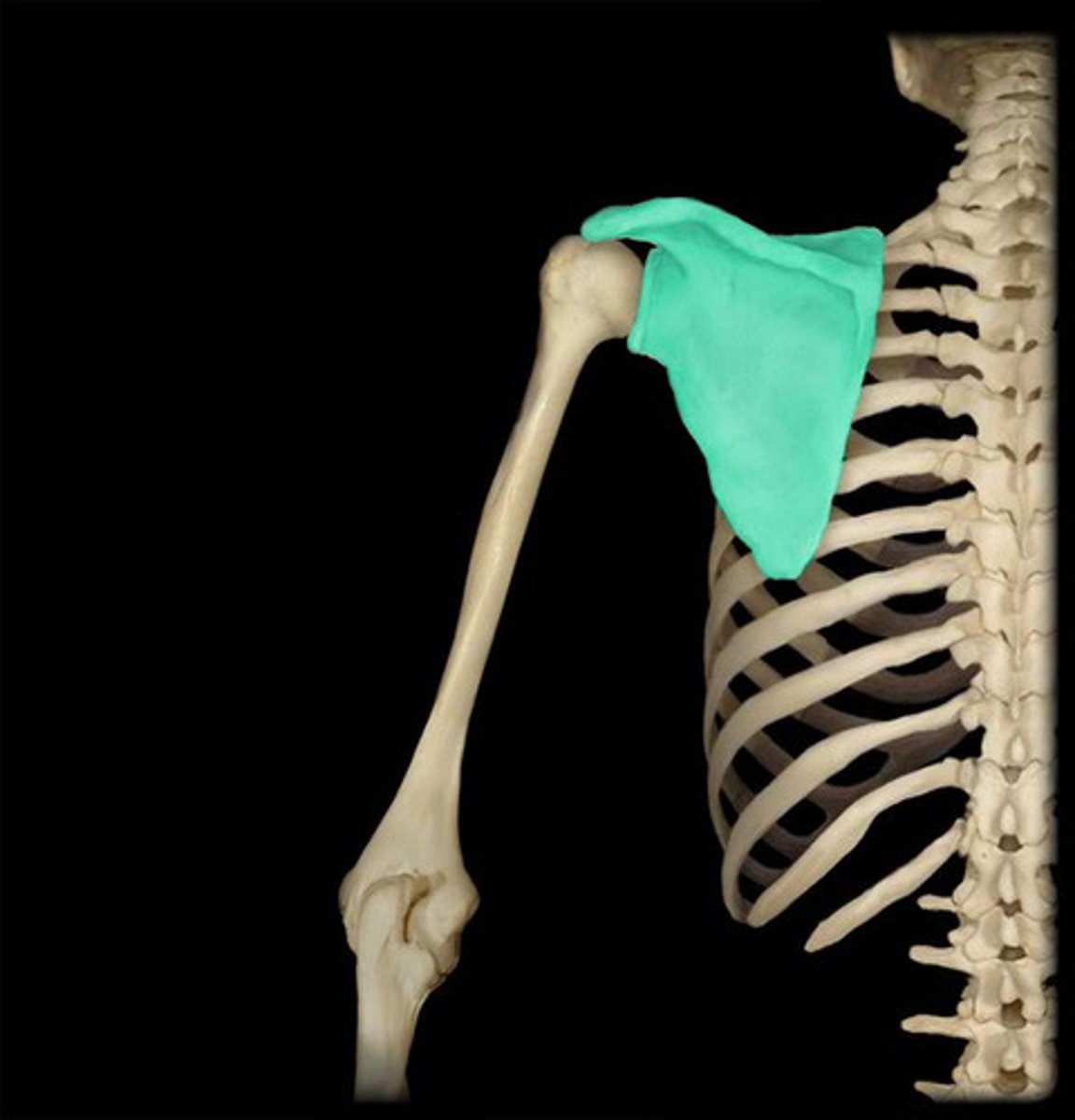 <p>Name the bone highlighted in GREEN </p>