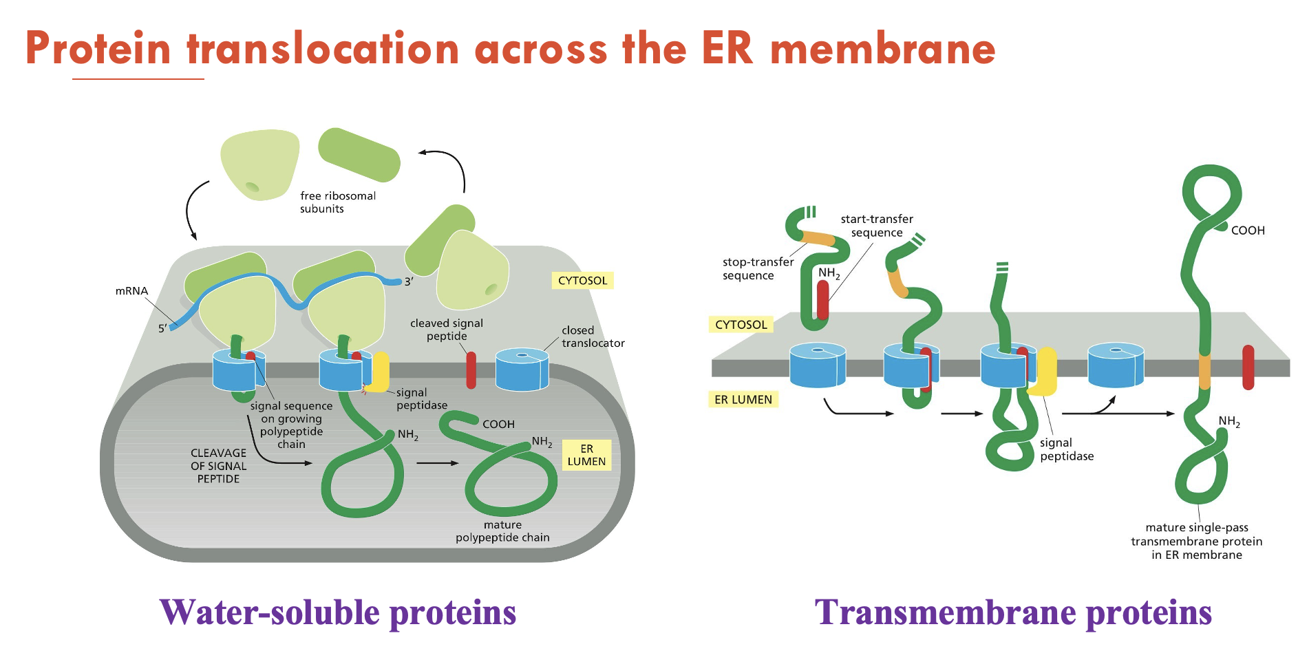 <ol><li><p><strong>Water-soluble proteins:</strong> fully translocated across the ER membrane and released into the ER lumen</p></li><li><p><strong>Transmembrane proteins:</strong> only partly translocated across the ER membrane and become embedded in it</p></li></ol><p></p>