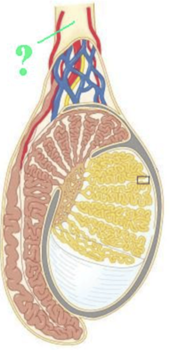 <p>spermatic cord</p>