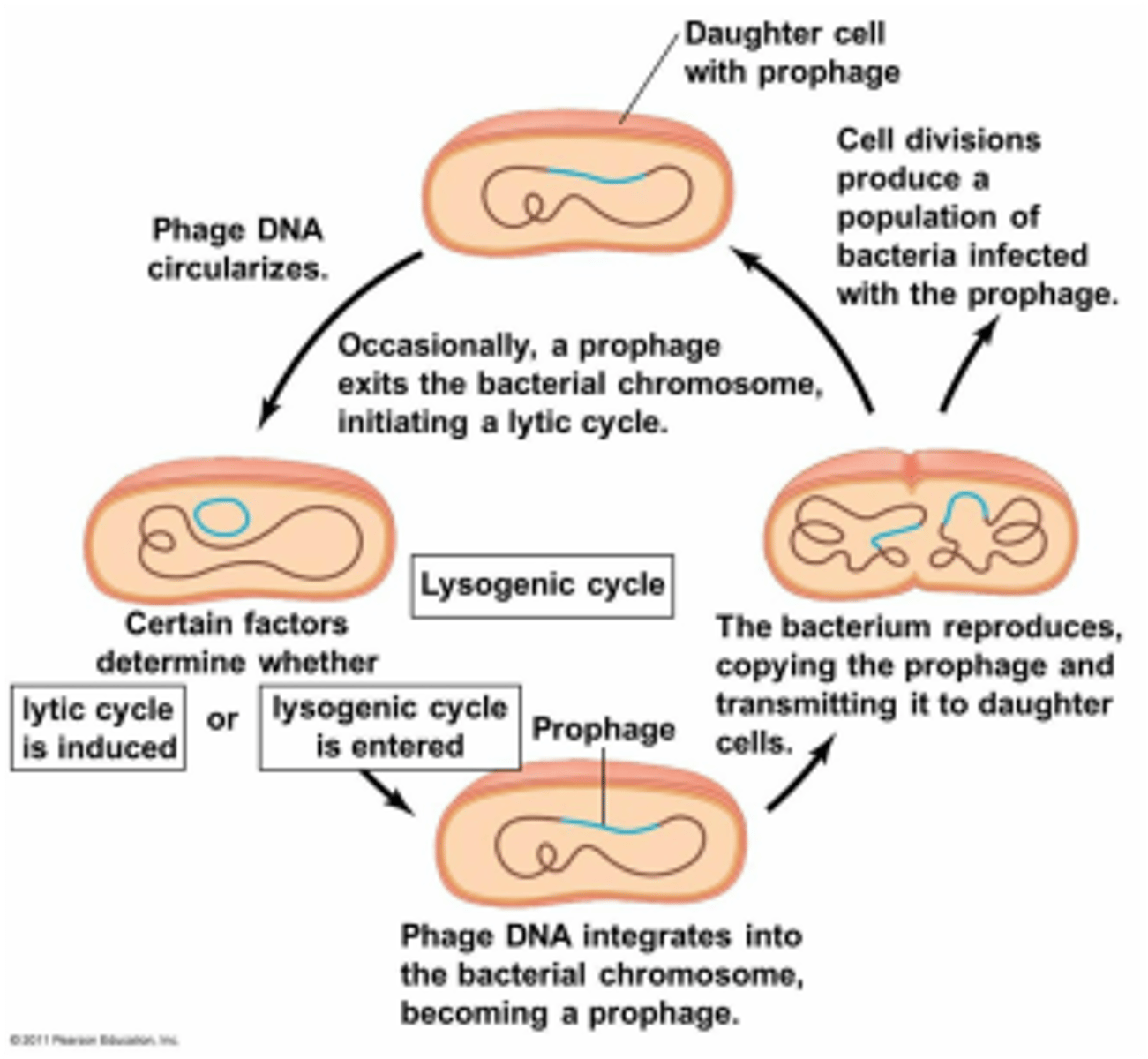 <p>When a provirus incorporates into the host cells genome and can be reproduced along with the bacteria. Eventually, environmental factors cause the provirus to leave.</p>