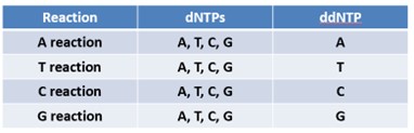 <p>4 sequencing reactions</p><p>What ddNTP is added</p>