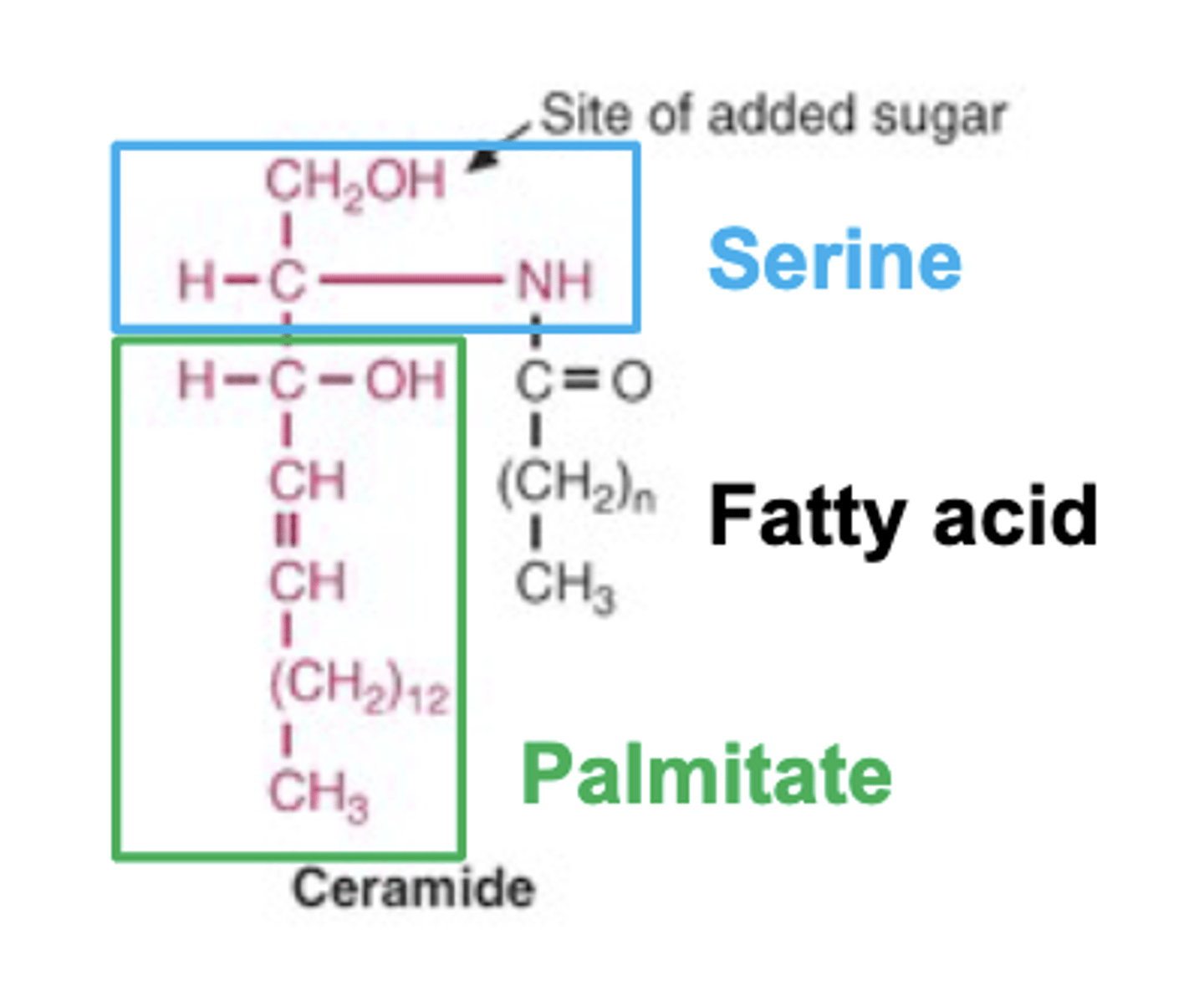 <p>Fatty Acid (any chain length, any degree of unsaturation FA) + Sphingosine (Serine + Palmitate) = Ceramide. If we add another FA to the nitrogen of serine, we get ceramide. Notice free hydroxyl group on serine where phosphate head group or carbs can be added to OH group on serine.</p>