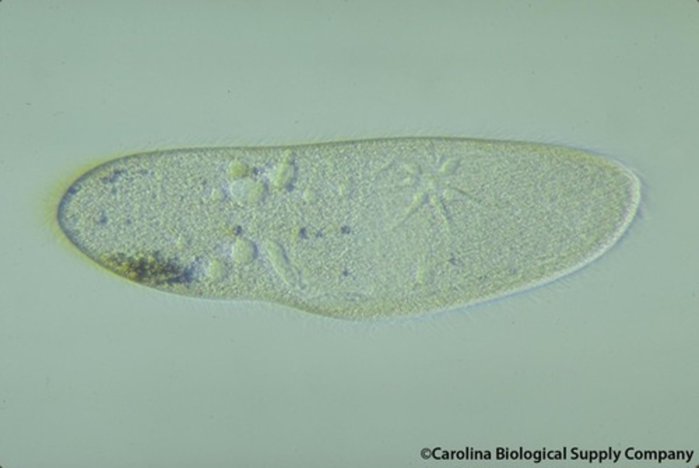 <p>Large, unicellular, heterotrophic, ciliated protist </p><p>Easy to see nuclear envelope and digestive vacuoles</p>