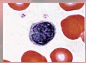 <p>(agranulocyte)</p><ul><li><p>destroy cells (cancer, foreign, and virally infected cells)</p></li><li><p>“present” antigens to activate other immune cells</p></li><li><p>coordinate actions of other immune cells</p></li><li><p>secrete antibodies and provide immune memory</p></li></ul><p></p>