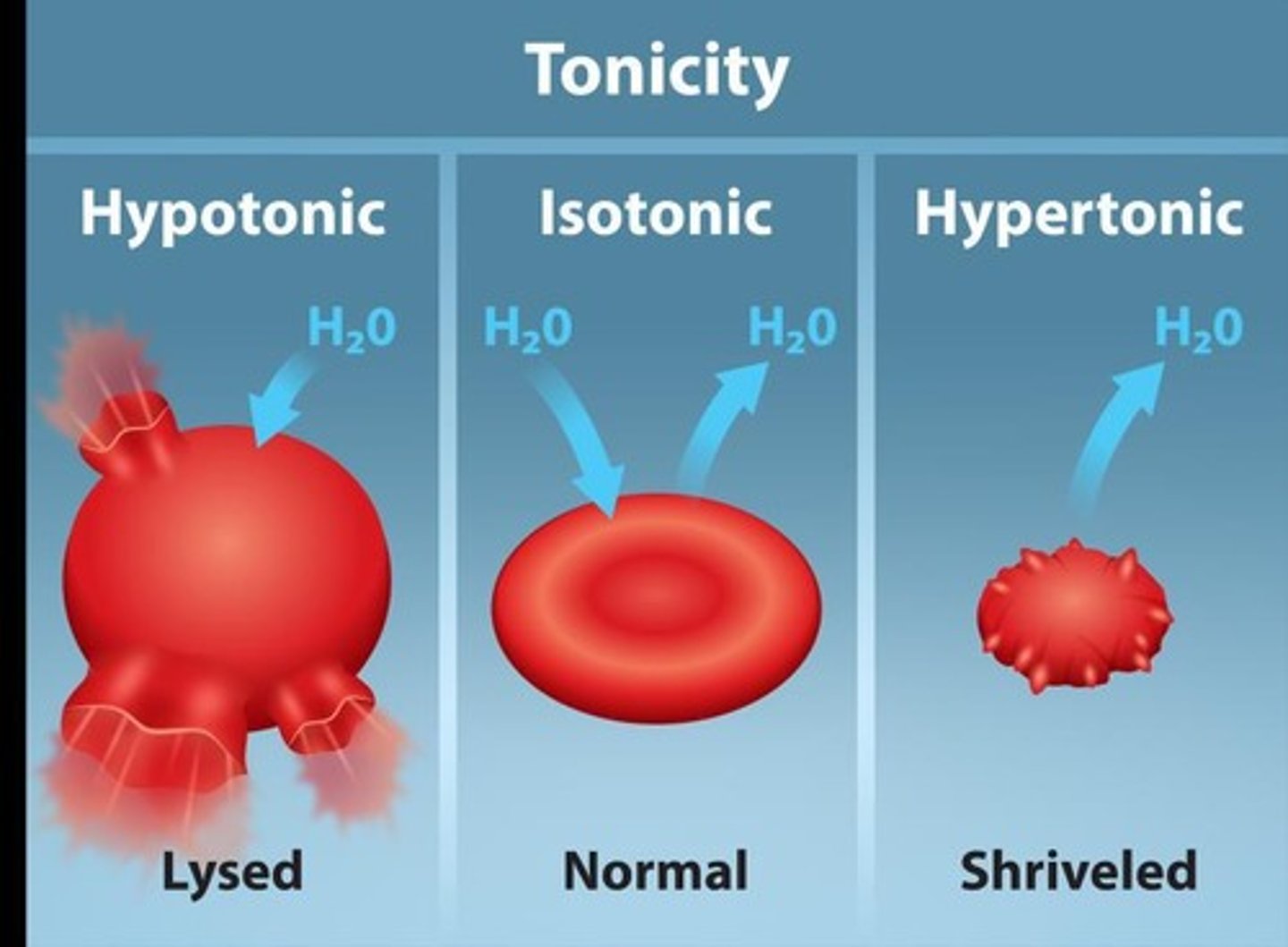 <p>Lower solute concentration than cytosol; water exits cell.</p>
