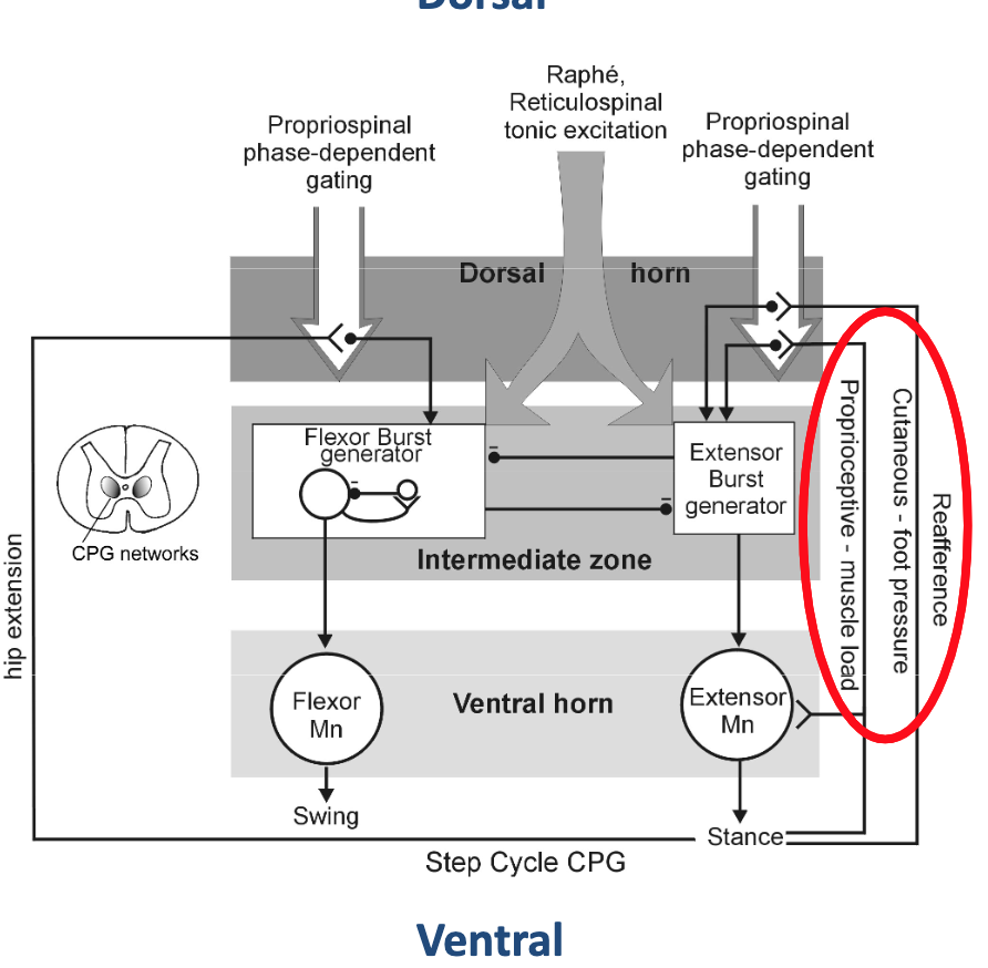 <p>What do you need in order to walk properly?</p>