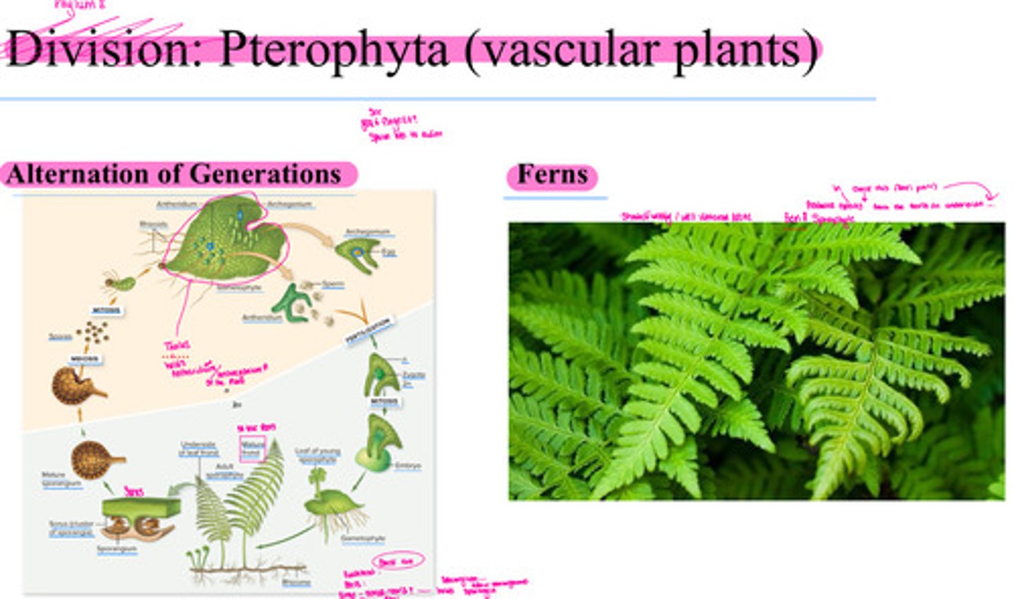 <p>Alternation of Generations and ferns</p>