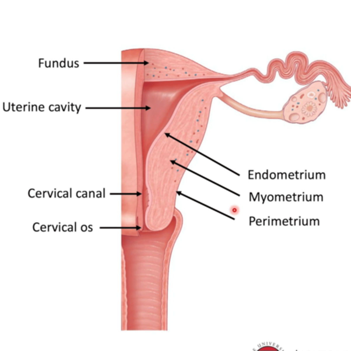 <p>Endometrium, myometrium, perimetrium.</p>