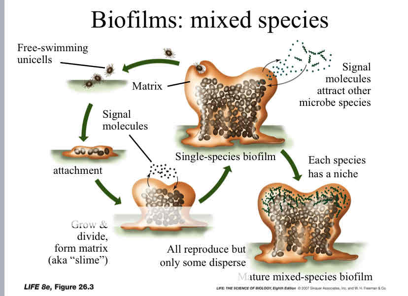 <p>Biofilms</p>